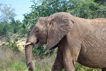 Fototapeta premium african elephant bull