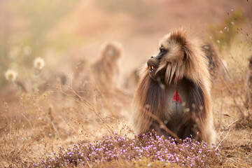 Huge furry monkey, side portrait, looking to the right. Gelada baboon, Theropithecus gelada, a beautiful endemic terrestrial primate, wildlife scene from the UNESCO site of Simien Mountain, Ethiopia.