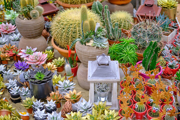 Fototapeta premium A variety of cacti in the store with plants and succulents