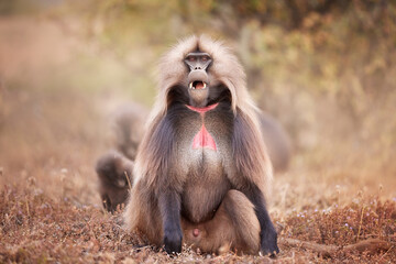 Gelada baboon, Theropithecus gelada  showing teeths. Hairy, endemic terrestrial primate, wildlife scene from the UNESCO site of Simien Mountain, Ethiopia.