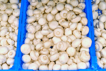 Food background of fresh white mushrooms champignons on a shelf in a store close-up