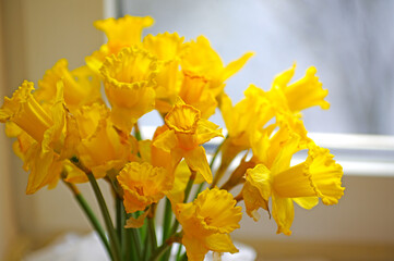yellow daffodil flower near window
