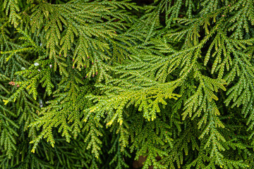 Fototapeta premium Evergreen leaves on branch of Thujopsis dolabrata, also called hiba, false arborvitae, or hiba arborvitae in 