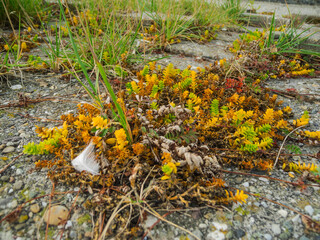 Honckenya peploides Salzmiere overview