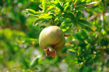 fruits of unripe green pomegranate in leaves on branches