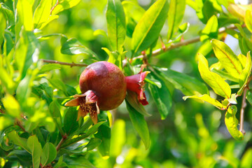 fruits of unripe green pomegranate in leaves on branches