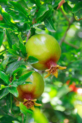 fruits of unripe green pomegranate in leaves on branches