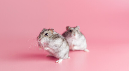 hamsters dzhungariki two on a pink background, copy space