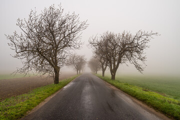 Fototapeta na wymiar szosa asfaltowa we mgle na wsi