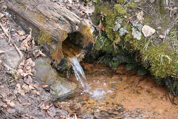 Wasserquelle sprudelt aus hohlem Baumstamm