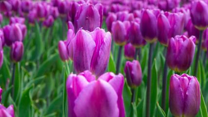 purple tulip flowers