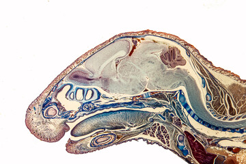 Longitudinal section of mouse head