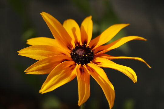 Close up einer gelb /orangenen Blume in der Natur.