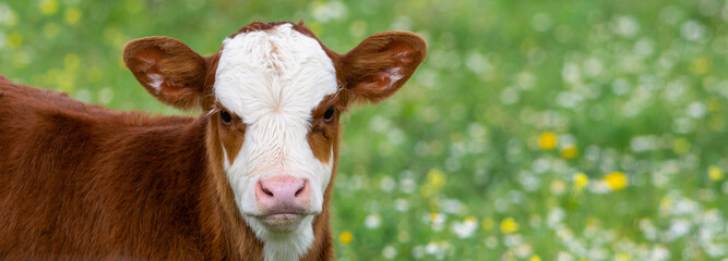 Brown and white calf with green flowery field in the background looking at the camera. - obrazy, fototapety, plakaty