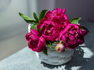 dark peonies in a white basket on a gray table. Floral postcard