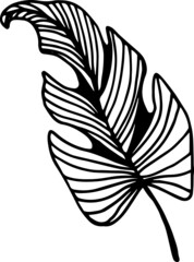 Single hand drawn tropical leaf of palm. In doodle style, black outline isolated on a white background. Design cute element for card, poster, social media banner, sticker. Vector illustration.
