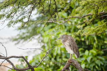 Nachtreiher braun Maui Hawaii