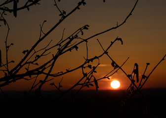 red sunset with plants silhouette in the foreground