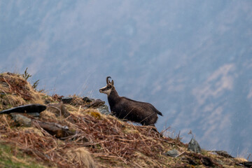chamois buck on the horizon on the mountains on a spring day with snowfall