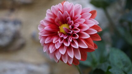 dahlia flower