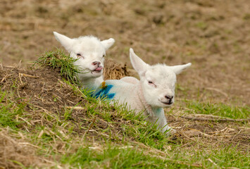 Obraz na płótnie Canvas Two cheeky lambs in Springtime. One lamb has her tongue poking out, sat behind a clump of grass. Blurred background. Horizontal. Space for copy.