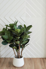 Decorative decoration of the house and office. Plant in a tub against a white wall. vertical.