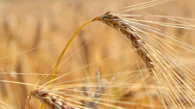 Close up of spike of wheat swaying in the wind