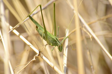 grasshopper in the bush macro shot