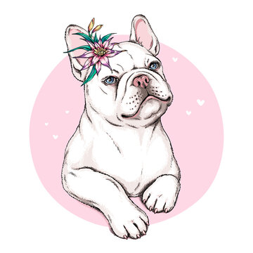 French bulldog puppy sketch. A dog with an exotic flower. Vector illustration in hand-drawn style Stylish image for printing on any surface