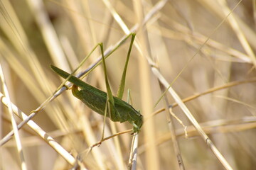 grasshopper in the bush macro shot