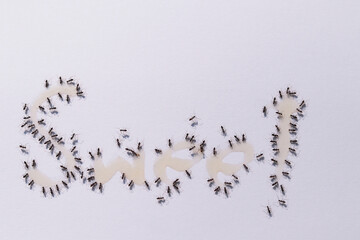 black ants around the word of SWEET on white