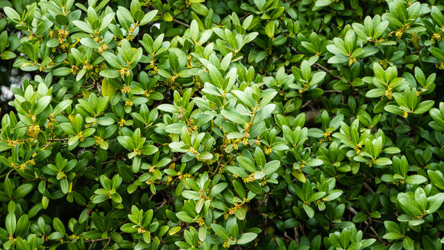 Phillyrea Latifolia Media commonly known as Jasmine Box, Green Olive Tree or Mock Privet. Arboretum Park "Southern Cultures". Selective focus. Close-up. Evergreen tree. Spring. Sirius (Adler) Sochi.