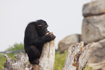 gorilla sitting