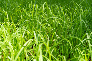 young juicy green grass close-up. natural background