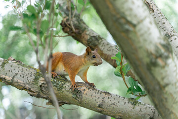 Naklejka na ściany i meble red squirrel on a tree on a summer day