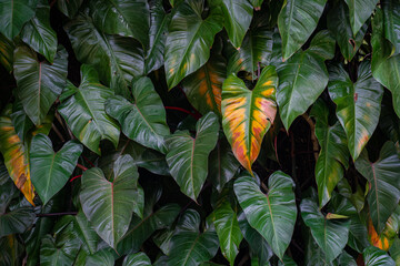 the giant philodendron natural wall in the rainy season © t_pathumporn