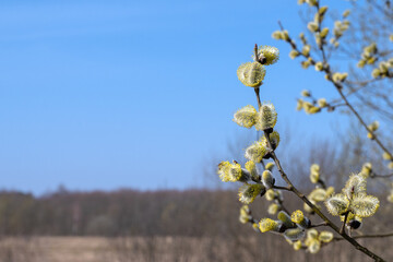 Blooming branches of a yellow willow against a blue spring sky on a sunny day. Palm Sunday. Space for text