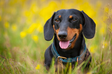 Dachshund dog in the grass