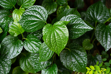 the green Betel leaves in the garden