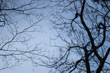 the silhouette branches shadow in the dusk 