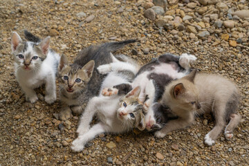 Naklejka na ściany i meble Five beautiful and cute kittens pose on the ground.