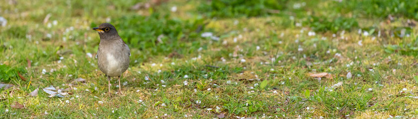 Pale thrush is thinking of finding a way to eat in Yamadaike Park Hirakata City Osaka, Japan.
