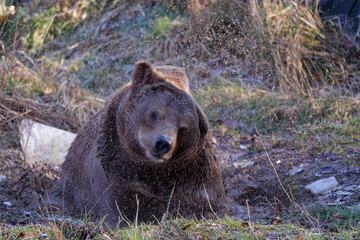 Un ours brun se secoue !