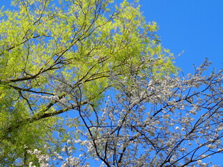 Fototapeta premium branches against sky