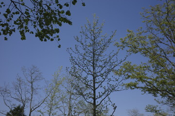 Vegetation in an urban park