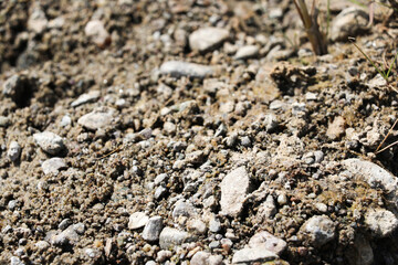 lizard on the sand