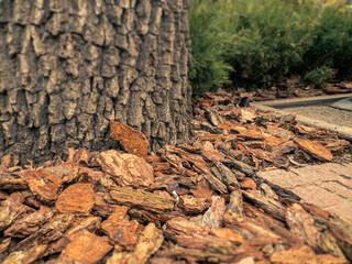 Design of park with mulch from natural pine brown bark close-up. Pine Mulch - element of landscape design of plots.
