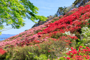 西海国立長串山公園のつつじ　長崎県佐世保市　Azalea Nagasaki-ken Sasebo city Saikai National Park Nagakushiyama park