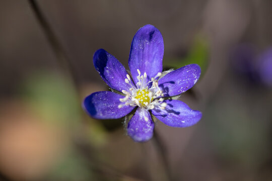Oregon anemone or western wood anemone close up. Nature at its finest