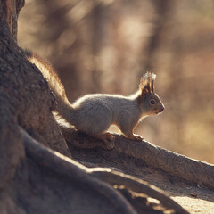 Cute little forest squirrel in the autumn forest